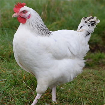 Chickens - Sussex Ranger - available now