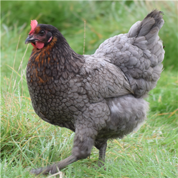 Chickens - Beechwood Blue - available now