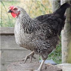 Chickens - Pied Ranger - available now