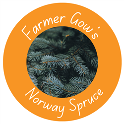 Blue & Norway Spruces