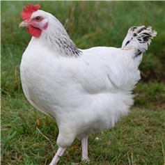 Sussex Ranger POL chicken