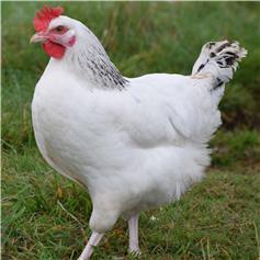 Sussex Ranger chicken