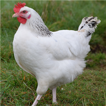 Sussex Ranger chicken