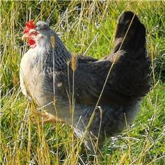 Yorkshire Blue pullets (young chickens), 10 to 11 weeks