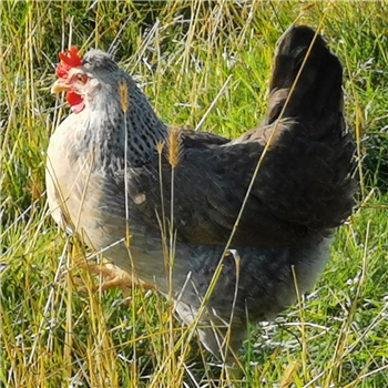 Yorkshire Blue (blue eggs) POL chicken