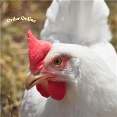 White Star (white eggs) POL chicken