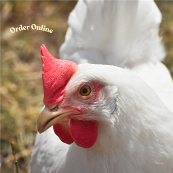 White Star (white eggs) POL chicken