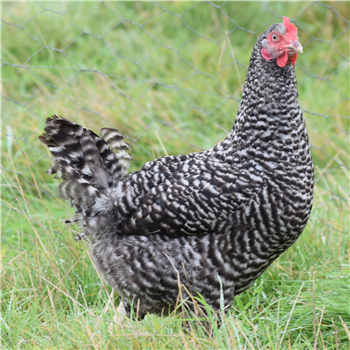 Speckledy chicken