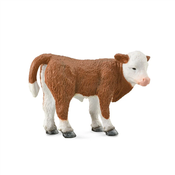 Hereford Calf, standing