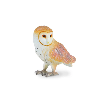 Barn Owl