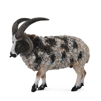 Jacob Sheep