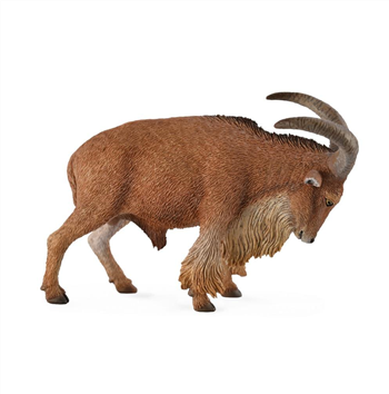 Barbary Sheep