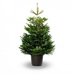 Nordmann Fir, pot grown - 120/150 cm