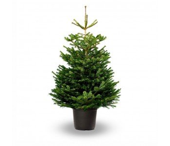 Nordmann Fir, pot grown - 120/150 cm