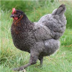 Beechwood Blue POL chicken