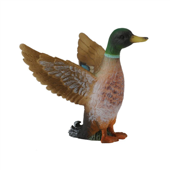 Mallard Duck