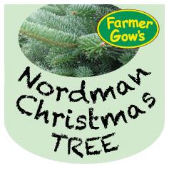 Nordmann Fir ~ 1.75/2m (6')