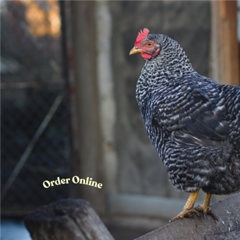 Beechwood Blue POL chicken