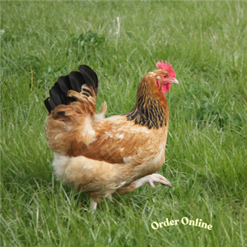 Buff Sussex pullets (young chickens), 10 to 11 weeks