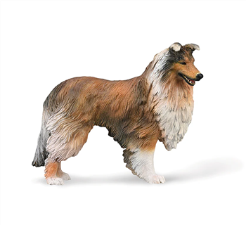 Rough Collie