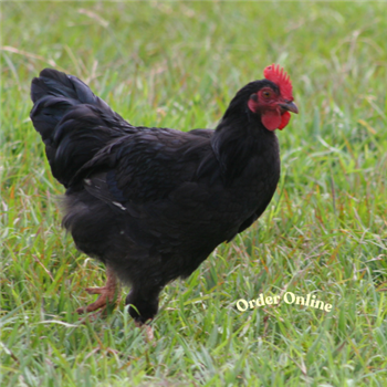 Copper Black Maran pullets (young chickens), 10 to 11 weeks