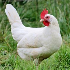 White Star (white eggs) POL chicken