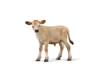 Jersey Calf