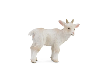 Goat Kid, standing