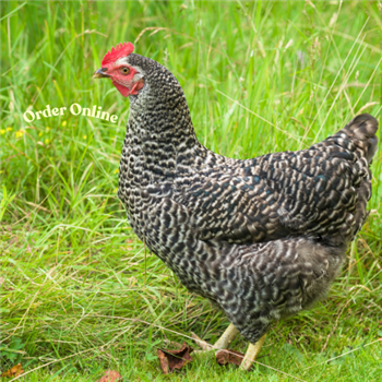 Speckledy POL chicken