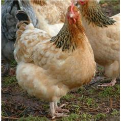 Buff Sussex pullets (young chickens), 10 to 11 weeks