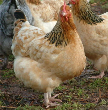 Buff Sussex pullets (young chickens), 10 to 11 weeks