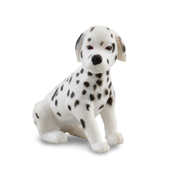 Dalmation Puppy