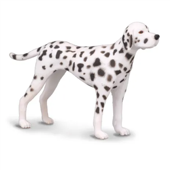 Dalmation