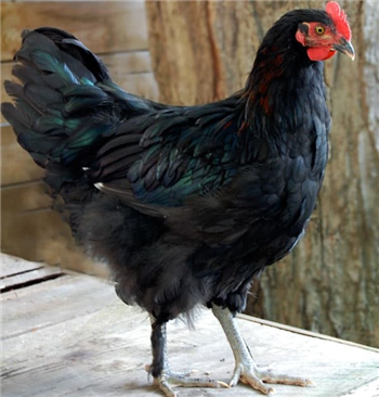 Copper Black Maran POL chicken