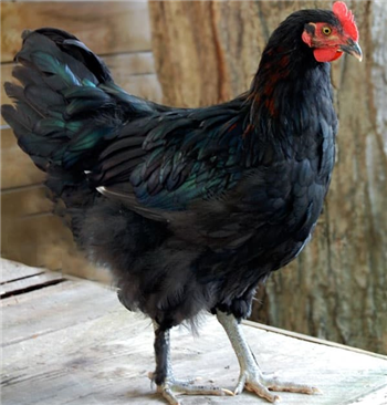 Copper Black Marran POL chicken