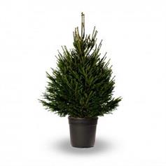 Norway Spruce, pot grown - 100/120 cm