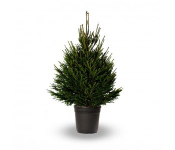 Norway Spruce, pot grown - 100/120 cm