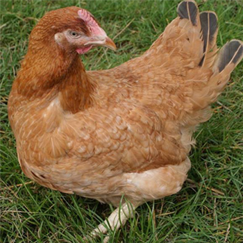 Calder Ranger POL chicken